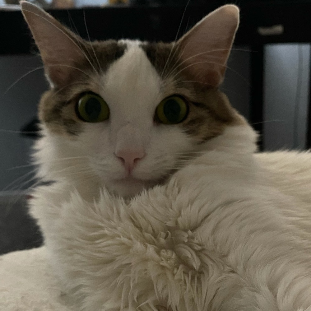 Meet your Posher, Cessa